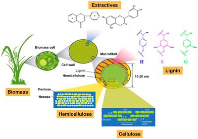 Editorial: Isolation, Modification, and Characterization of the Constituents (Cellulose, Hemicellulose, Lignin, et al.) in Biomass and Their Bio-Based Applications